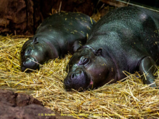 Zoo_Duisburg-068