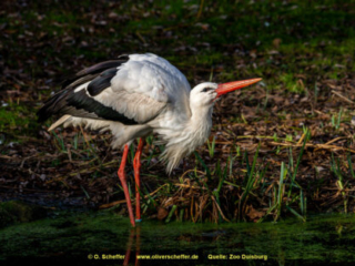 Zoo_Duisburg-069