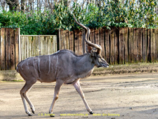 Zoo_Duisburg-071