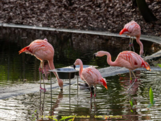 Zoo_Duisburg-074