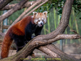 Zoo_Duisburg-075
