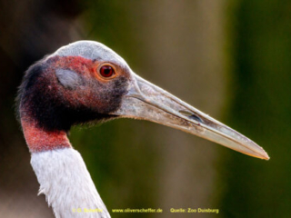 Zoo_Duisburg-076