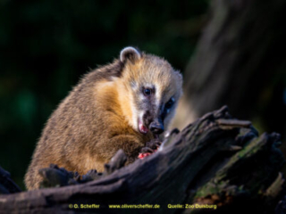 Zoo_Duisburg-077