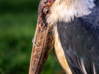 Zoo_Duisburg-081