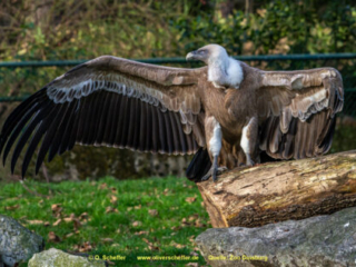 Zoo_Duisburg-083