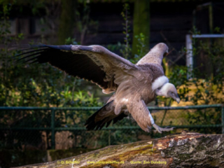 Zoo_Duisburg-085