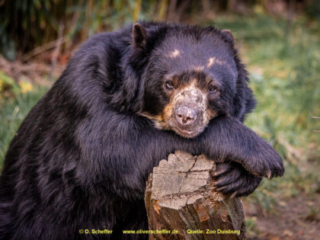 Zoo_Duisburg-086