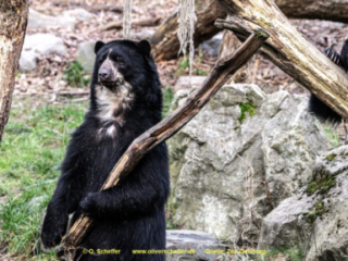 Zoo_Duisburg-087