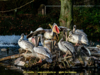 Zoo_Duisburg-090