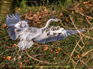 Zoo_Duisburg-091
