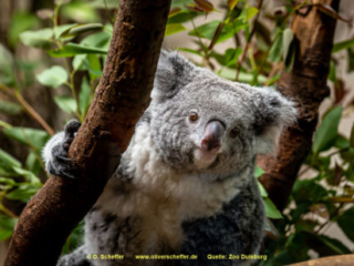 Zoo_Duisburg-094