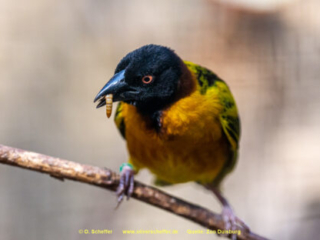 Zoo_Duisburg-095