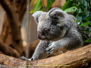 Zoo_Duisburg-096