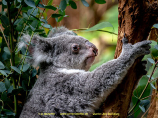Zoo_Duisburg-097