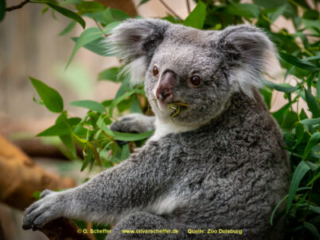 Zoo_Duisburg-098