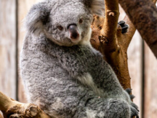 Zoo_Duisburg-099