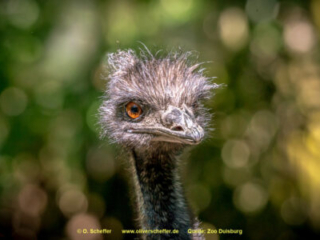 Zoo_Duisburg-100