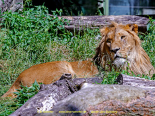 Zoo_Duisburg-106
