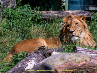 Zoo_Duisburg-107