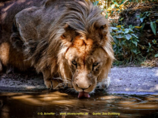 Zoo_Duisburg-108