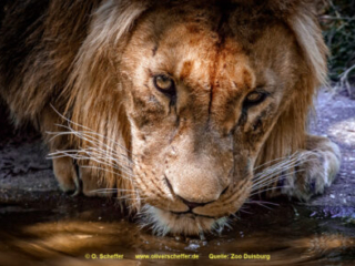 Zoo_Duisburg-111