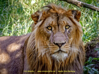 Zoo_Duisburg-113