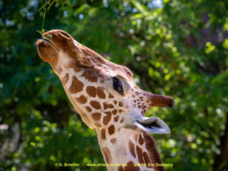 Zoo_Duisburg-114