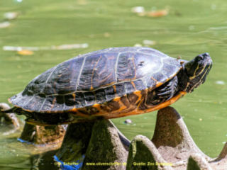Zoo_Duisburg-117