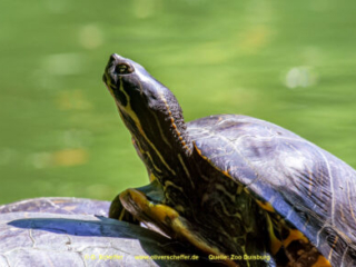 Zoo_Duisburg-118