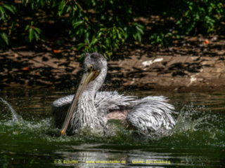 Zoo_Duisburg-125