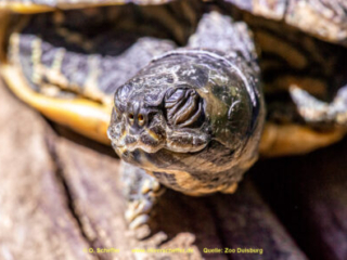 Zoo_Duisburg-126