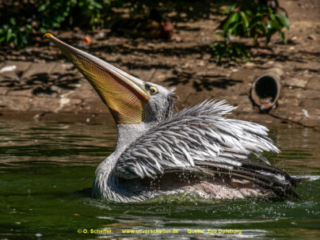 Zoo_Duisburg-127