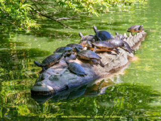 Zoo_Duisburg-130