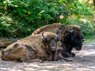 Zoo_Duisburg-131