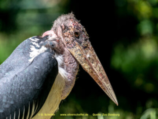 Zoo_Duisburg-133