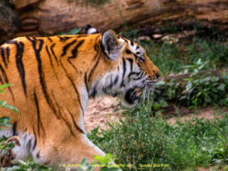 Zoo Koeln
