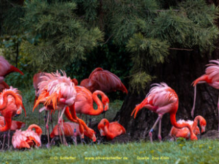 Zoo Koeln