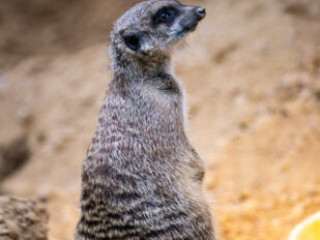 Zoo Koeln