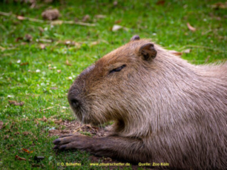 Zoo Koeln