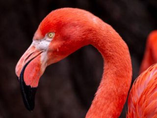 Zoo Koeln
