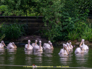 Zoo Koeln