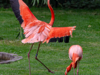 Zoo Koeln