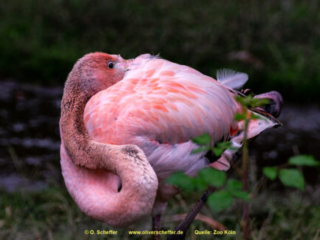 Zoo Koeln