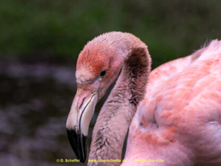 Zoo Koeln