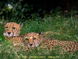 Zoo Koeln