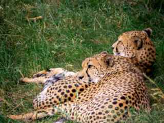 Zoo Koeln