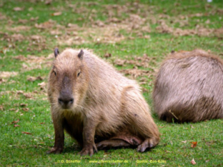 Zoo Koeln