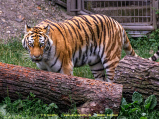Zoo Koeln