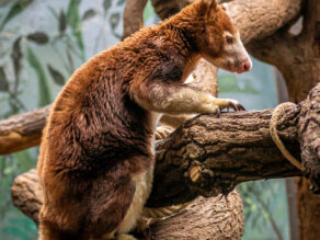 Zoo Koeln