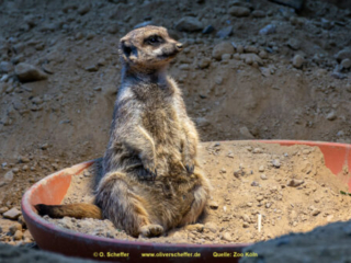Zoo Koeln